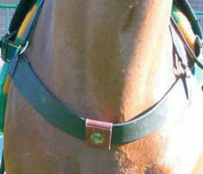 Q-Link Pferde-Schnalle (Honig)