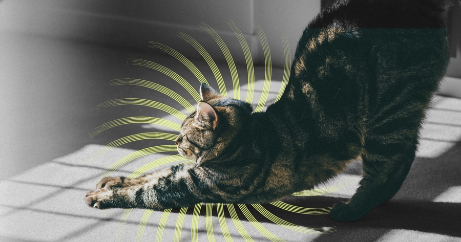 Go-To Stretches for Mind & Body Balance