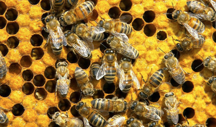 Effect on Honey Bees [Wolf, Bee Rescued]