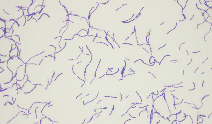 Bacterial Growth [Daniel A. West, University of California]