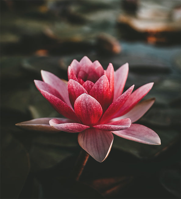 Sharon D. Montes, MD and former medical director University of Maryland Center for Integrative Medicine ["I have successfully used and recommended Clarus-SRT products since 1997."]