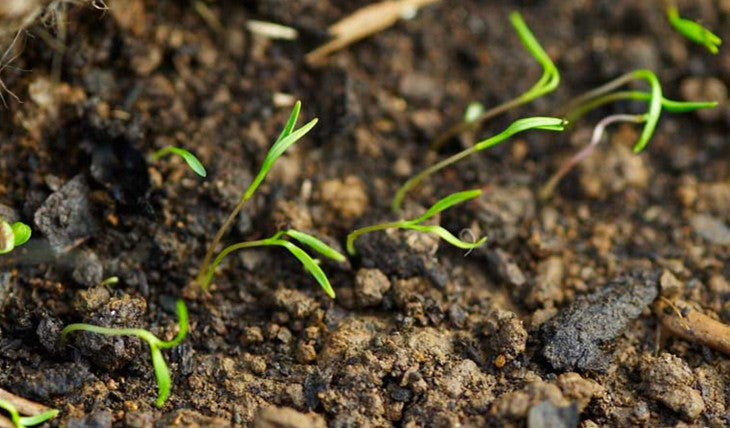 Unigro Seed Trials