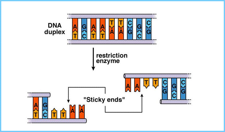 Restriction Enzyme (Titration) [Daniel A. West, University of California]