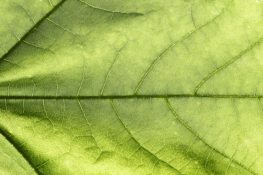 Natural leaf pattern imagery for Q-Link resonance technology section