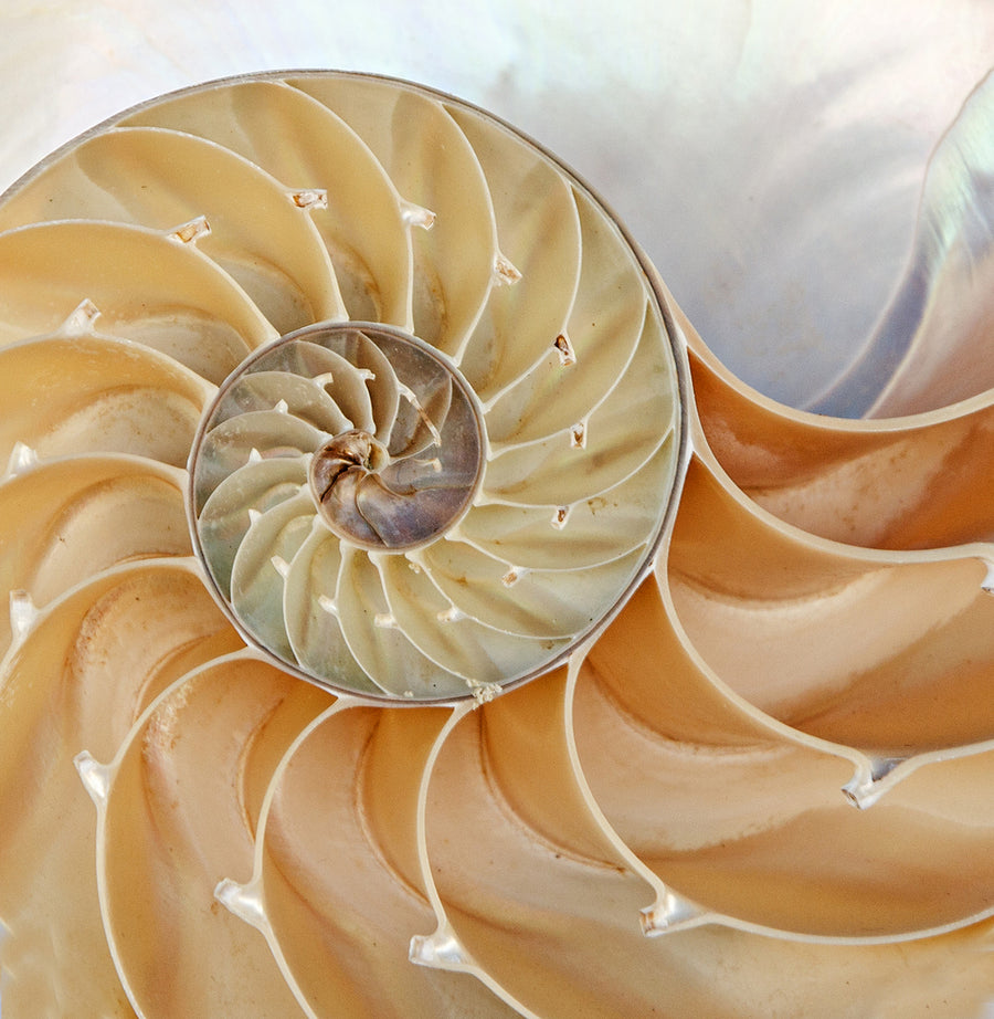 Natural spiral pattern imagery for Q-Link resonance technology section