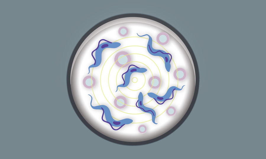 Krassner: Bias-Controlled Cellular Stress-Response Study